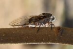 Cicadas Fill Chicago Streets