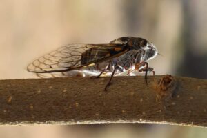 Read more about the article Cicadas Fill Chicago Streets