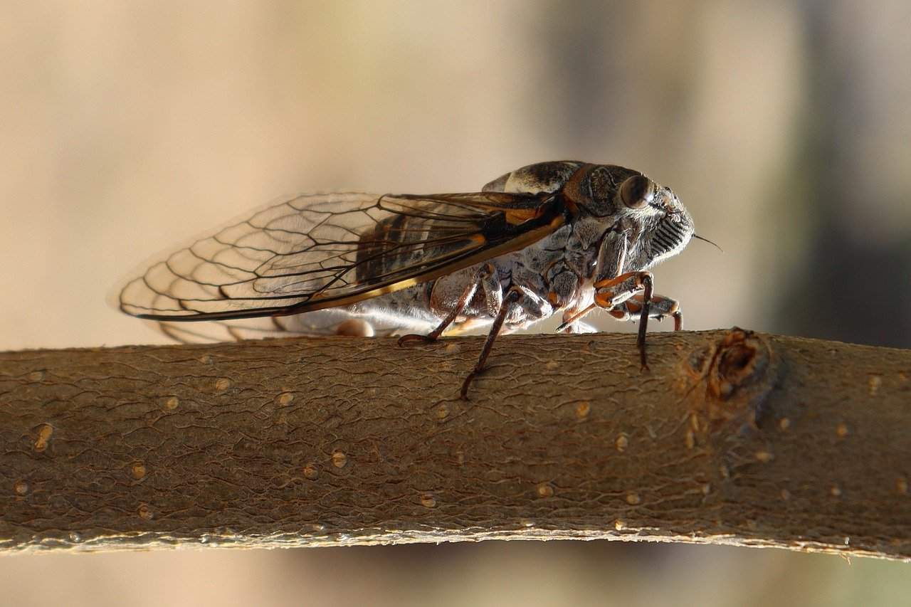 You are currently viewing Cicadas Fill Chicago Streets